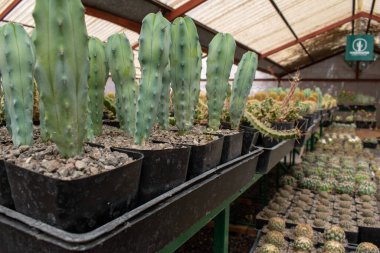 Ajijic, Jalisco yakınlarındaki kaktüs kreşindeki bir serada büyüyen plastik kaplarda yetişen genç kaktüslerin koleksiyonu.