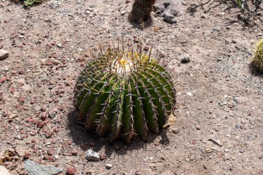 Ajijic, Jalisco, Meksika yakınlarındaki çocuk yuvasında kurak ve açık havada büyüyen yalnız bir fıçı kaktüsün yakın çekimi.