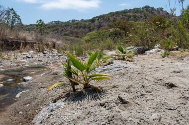 Bahar Ormanı 'ndaki Sıcak Nehir' in yanında küçük palmiyeler filizleniyor. Guadalajara, Meksika yakınlarında kuru tepeler var.