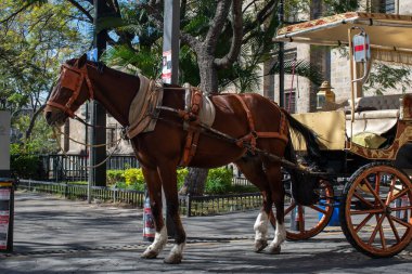 Guadalajara şehir merkezinde güneşli bir günde klasik bir arabayı çeken zarif kahverengi at.