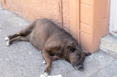 Gündüz vakti Jamay, Jalisco, Meksika 'da turuncu boyalı duvarın yanında beton kaldırımda dinlenen sokak köpeği.