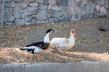 Alcalde Park, Guadalajara, Meksika 'da taş bir duvarın yanında duran iki renkli ördek.
