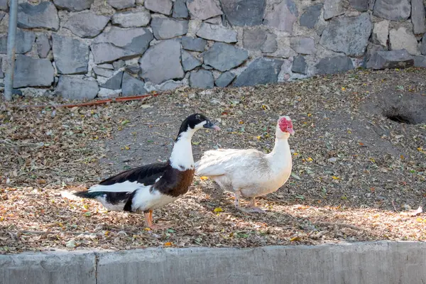 Alcalde Park, Guadalajara, Meksika 'da taş bir duvarın yanında duran iki renkli ördek.