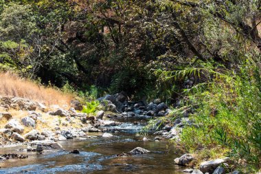 Bahar Ormanı, Guadalajara, Meksika 'da ağaçların gölgesi ve kayaların altından akan Sıcak Nehir deresi