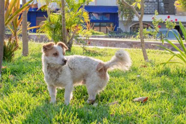 Kahverengi kulaklı şirin beyaz köpek öğleden sonra güneşinin altında çimenli bir parkta duruyor.