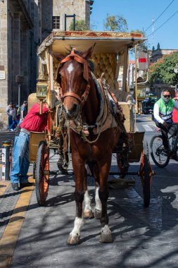 Guadalajara, Meksika - 23 Şubat 2025: Bisikletçiler ve güneşli bir günün altındaki insanlarla birlikte şehir sokağındaki arabaya bağlı kahverengi at