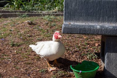 Alcalde Parkin Guadalajara 'da yeşil bir su kabının yanında beyaz muscovy ördeği yerde