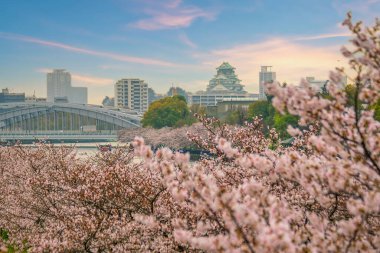 Japonya 'da kiraz çiçekleri mevsiminde gün batımında Osaka kalesinde alacakaranlık.