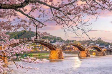 Japonya, İwakuni 'deki Kintaikyo Köprüsü. Gün batımında kiraz çiçeğiyle. 