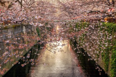 Tokyo, Japonya 'daki Meguro Kanalı' nda kiraz çiçeği ya da Sakura. Geceleyin