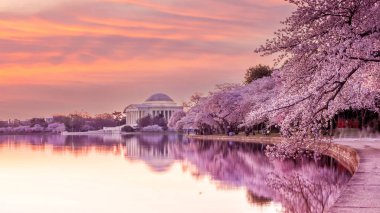 Kiraz Çiçeği Festivali 'ndeki Jefferson Anıtı. Washington, D.C. ABD 'de.