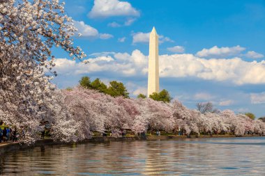 Washington Anıtı Kiraz Çiçeği Festivali sırasında. Washington, D.C. ABD 'de.