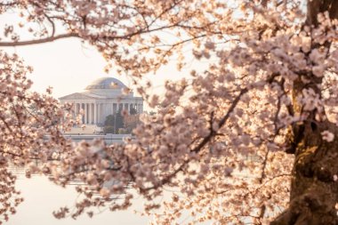 Kiraz Çiçeği Festivali 'ndeki Jefferson Anıtı. Washington, D.C. ABD 'de.