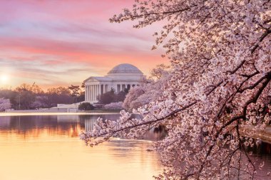 Kiraz Çiçeği Festivali 'ndeki Jefferson Anıtı. Washington, D.C. ABD 'de.
