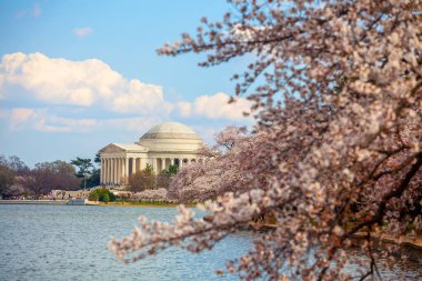 Kiraz Çiçeği Festivali 'ndeki Jefferson Anıtı. Washington, D.C. ABD 'de.