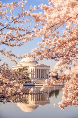 Kiraz Çiçeği Festivali 'ndeki Jefferson Anıtı. Washington, D.C. ABD 'de.