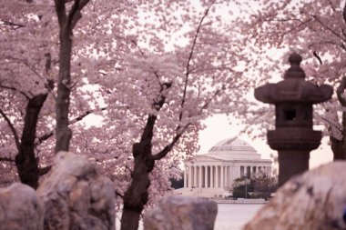 Kiraz Çiçeği Festivali 'ndeki Jefferson Anıtı. Washington, D.C. ABD 'de.