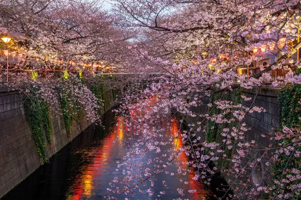 Tokyo, Japonya 'daki Meguro Kanalı' nda kiraz çiçeği ya da Sakura. Geceleyin