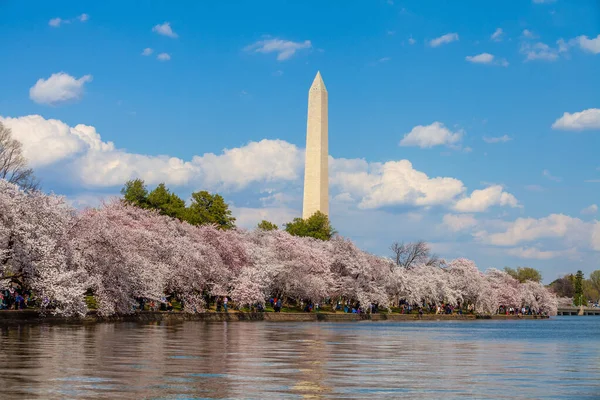 Pomnik Waszyngtona Podczas Festiwalu Kwitnącej Wiśni Waszyngton Waszyngton Usa — Zdjęcie stockowe