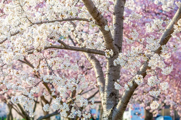 Cherry Blossom Festival Washington Usa — Stock Photo, Image