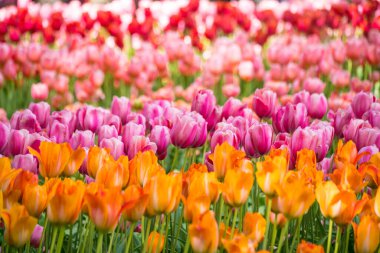Hollanda, Hollanda 'da canlı renkli laleler. Tipik Hollanda çiçeği.