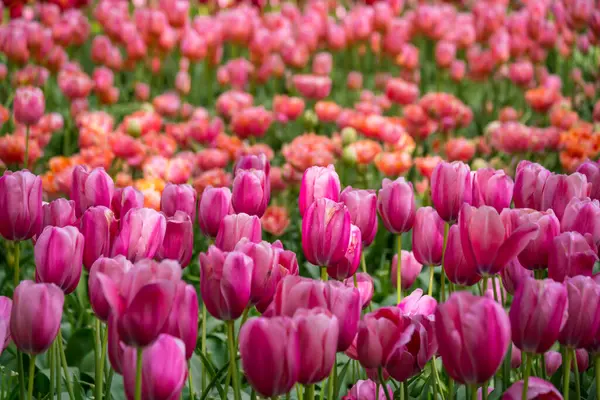 Vibrantes Tulipanes Color Rosa Holanda Los Países Bajos Flor Holandesa — Foto de Stock