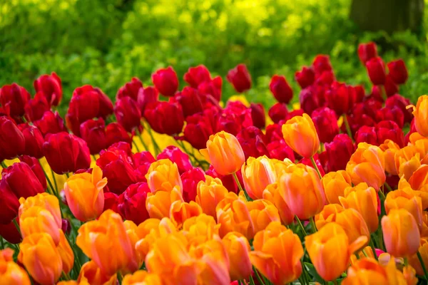 Tulipanes Colores Vibrantes Holanda Los Países Bajos Flor Holandesa Típica Imágenes De Stock Sin Royalties Gratis