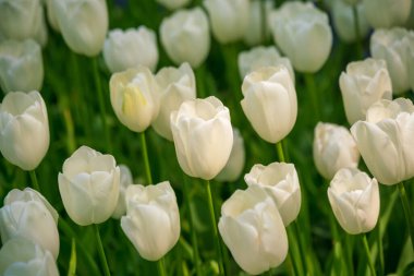 Hollanda, Hollanda 'da canlı renkli laleler. Tipik Hollanda çiçeği.