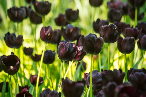 Tulipanes Colores Vibrantes Holanda Los Países Bajos Flor Holandesa Típica — Foto de Stock
