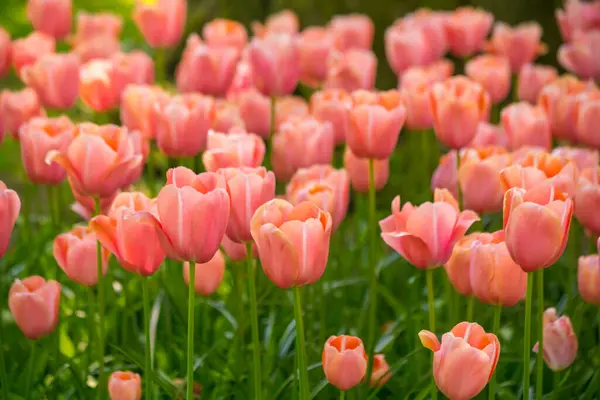 Tulipanes Colores Vibrantes Holanda Los Países Bajos Flor Holandesa Típica — Foto de Stock
