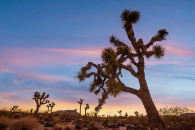 Joshua Tree Ulusal Parkı, Kaliforniya 'daki Joshua Trees manzarası
