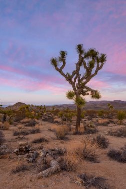 Joshua Tree Ulusal Parkı, Kaliforniya 'daki Joshua Trees manzarası