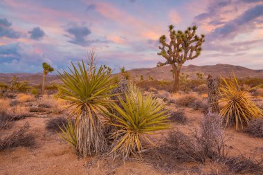 Joshua Tree Ulusal Parkı, Kaliforniya 'daki Joshua Trees manzarası