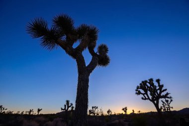Joshua Tree Ulusal Parkı, Kaliforniya 'daki Joshua Trees manzarası