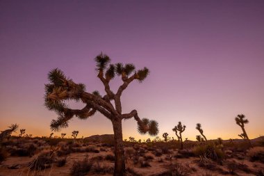 Joshua Tree Ulusal Parkı, Kaliforniya 'daki Joshua Trees manzarası