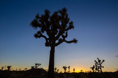 Joshua Tree Ulusal Parkı, Kaliforniya 'daki Joshua Trees manzarası