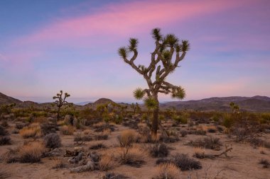 Joshua Tree Ulusal Parkı, Kaliforniya 'daki Joshua Trees manzarası