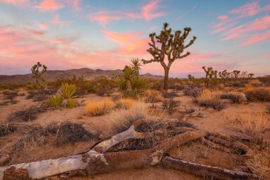 Joshua Tree Ulusal Parkı, Kaliforniya 'daki Joshua Trees manzarası