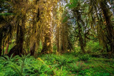 Olympic national park landscape in washington usa clipart