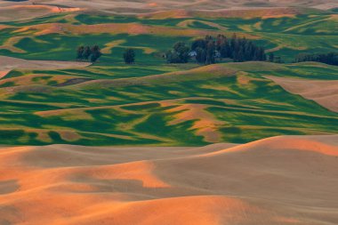 Steptoe Butte 'un manzarası, Washington eyaleti Palouse bölgesinde arpa ve buğday tarlasının güzel manzarası.
