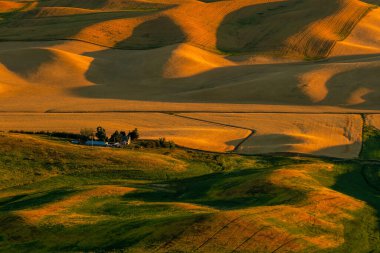 View of Steptoe Butte,  the beautiful scene of barley and wheat field in the Palouse region, Washington state USA clipart