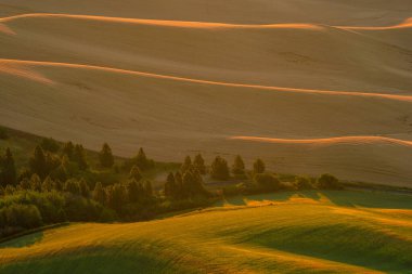 Steptoe Butte 'un manzarası, Washington eyaleti Palouse bölgesinde arpa ve buğday tarlasının güzel manzarası.
