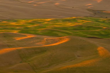 Steptoe Butte 'un manzarası, Washington eyaleti Palouse bölgesinde arpa ve buğday tarlasının güzel manzarası.