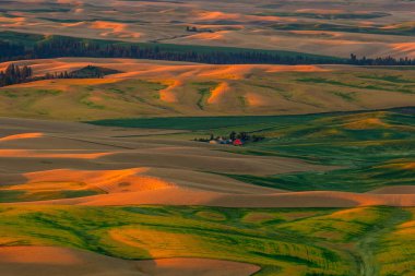 Steptoe Butte 'un manzarası, Washington eyaleti Palouse bölgesinde arpa ve buğday tarlasının güzel manzarası.