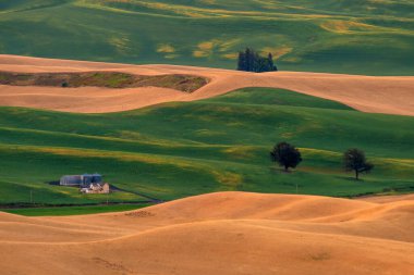 Steptoe Butte 'un manzarası, Washington eyaleti Palouse bölgesinde arpa ve buğday tarlasının güzel manzarası.