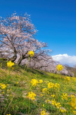 Kintaikyo Köprüsü 'nde kiraz çiçeği. İwakuni şehri, Japonya, gece.