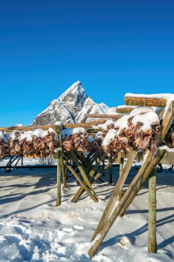 Norveç 'te Lofoten, Avrupa' da mavi gökyüzü ile Arktik morina balığı