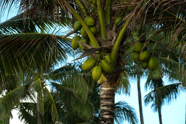 Drzewa Kokosowe Zielonymi Kokosami Błękitnym Niebem Tle — Zdjęcie stockowe