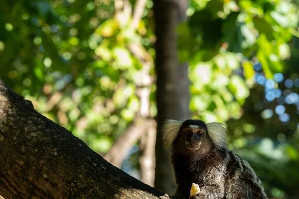 Pequeno Macaco Galho Árvore — Fotografia de Stock