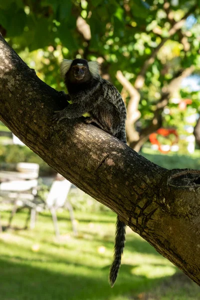 木の枝に小さな猿が — ストック写真